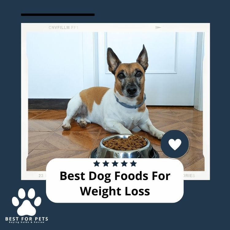 Best Dog Foods For Weight Loss