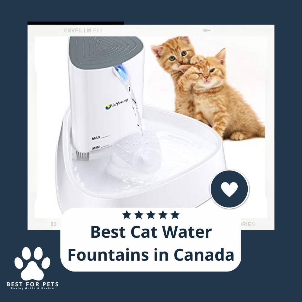 K_N9HXh9h-best-cat-water-fountains-in-canada