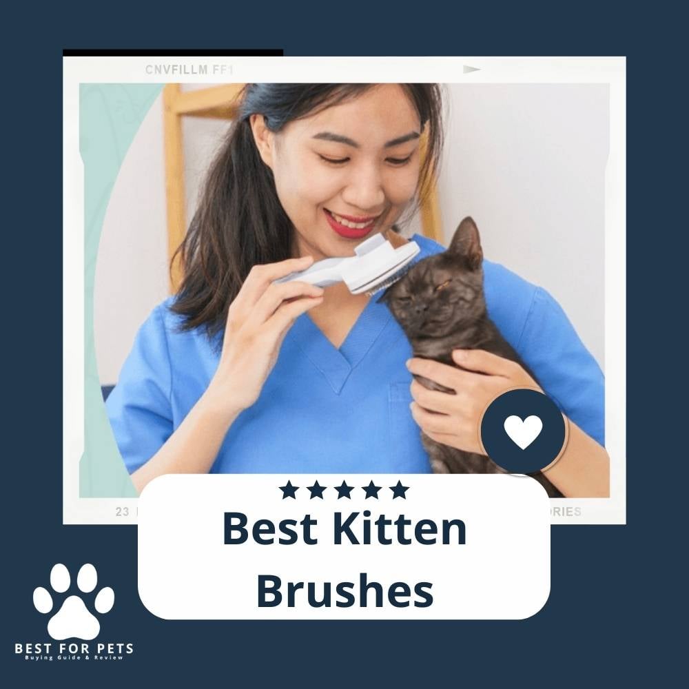 mRSBAOPhJ-best-kitten-brushes