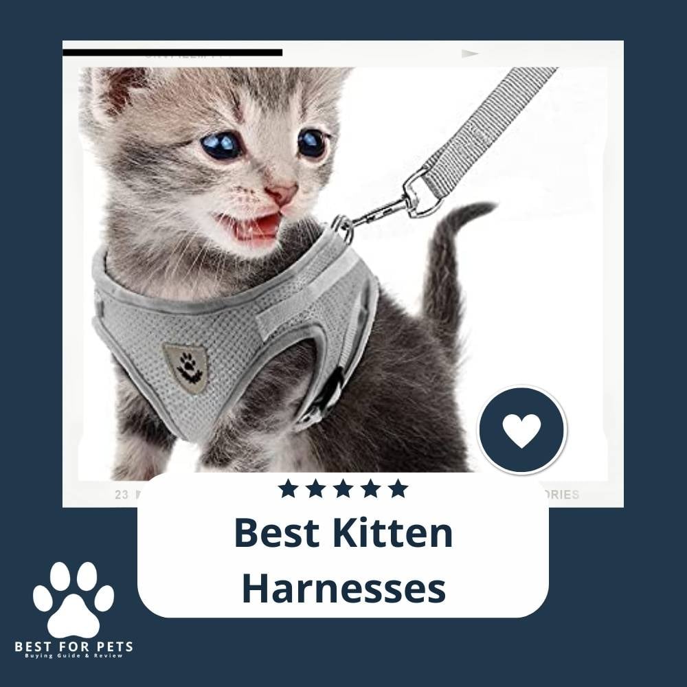 mDG9FZjFd-best-kitten-harnesses