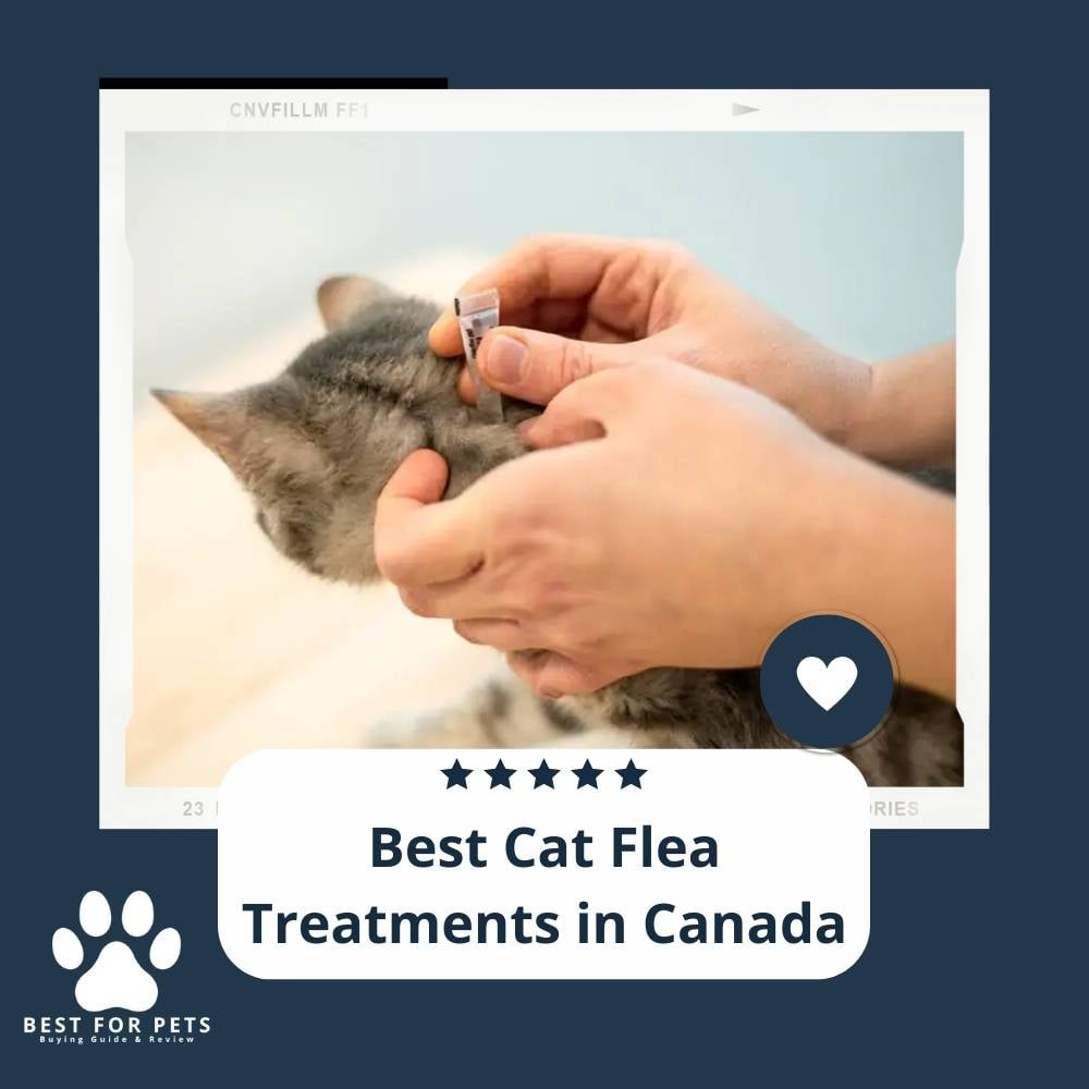 PhvEpSwUj-best-cat-flea-treatments-in-canada
