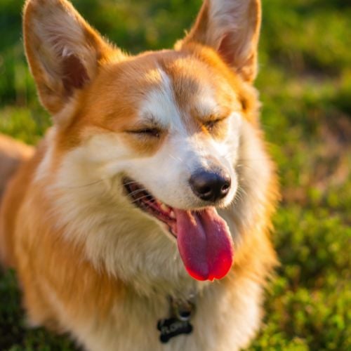 Buyers Guide How to Select the Best Corgi Dog Foods 1