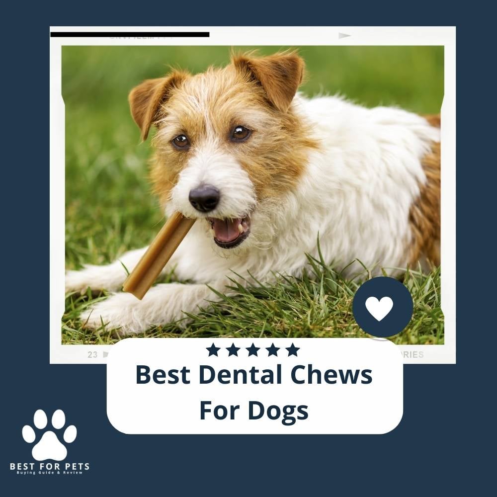 agcZ9fKrC-best-dental-chews-for-dogs