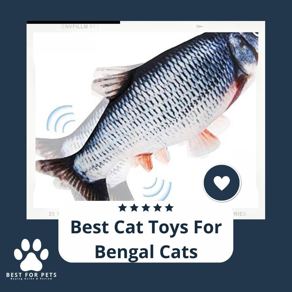 qxGjKeQTx-best-cat-toys-for-bengal-cats