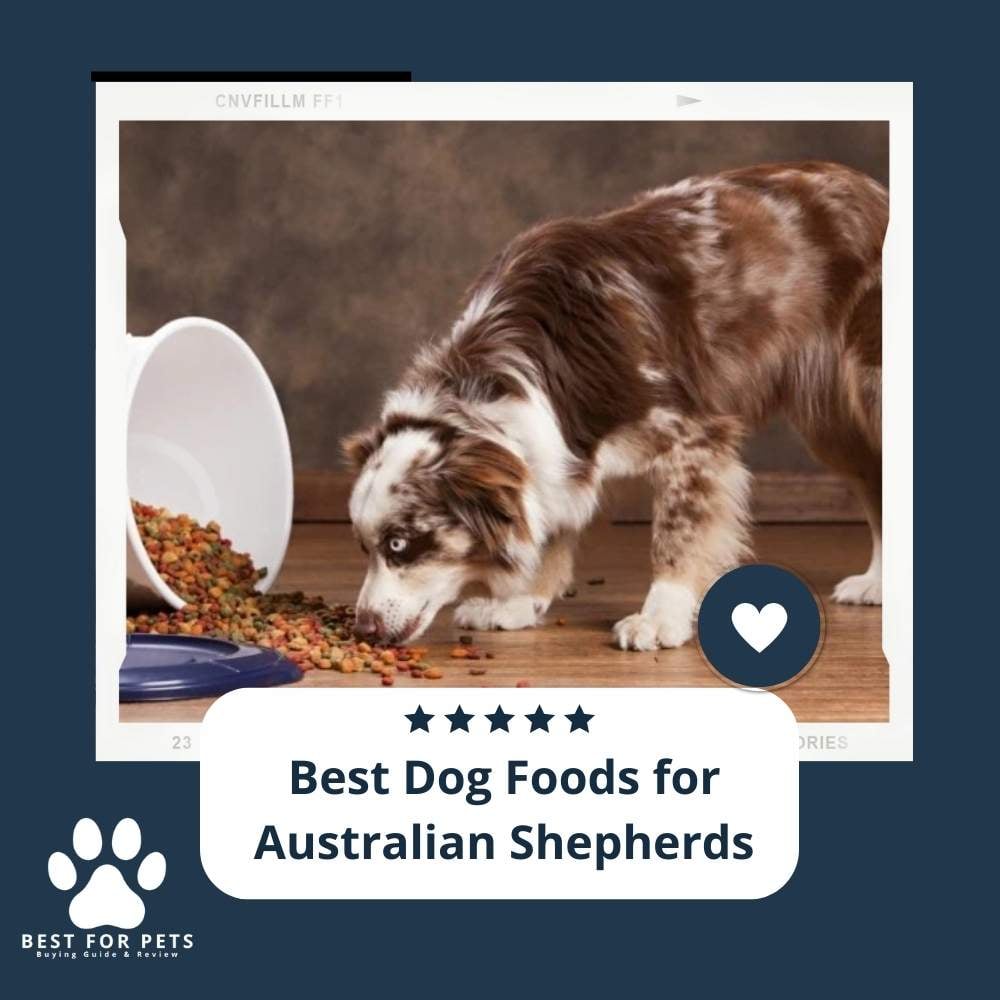 8PS6ogNJ0-best-dog-foods-for-australian-shepherds