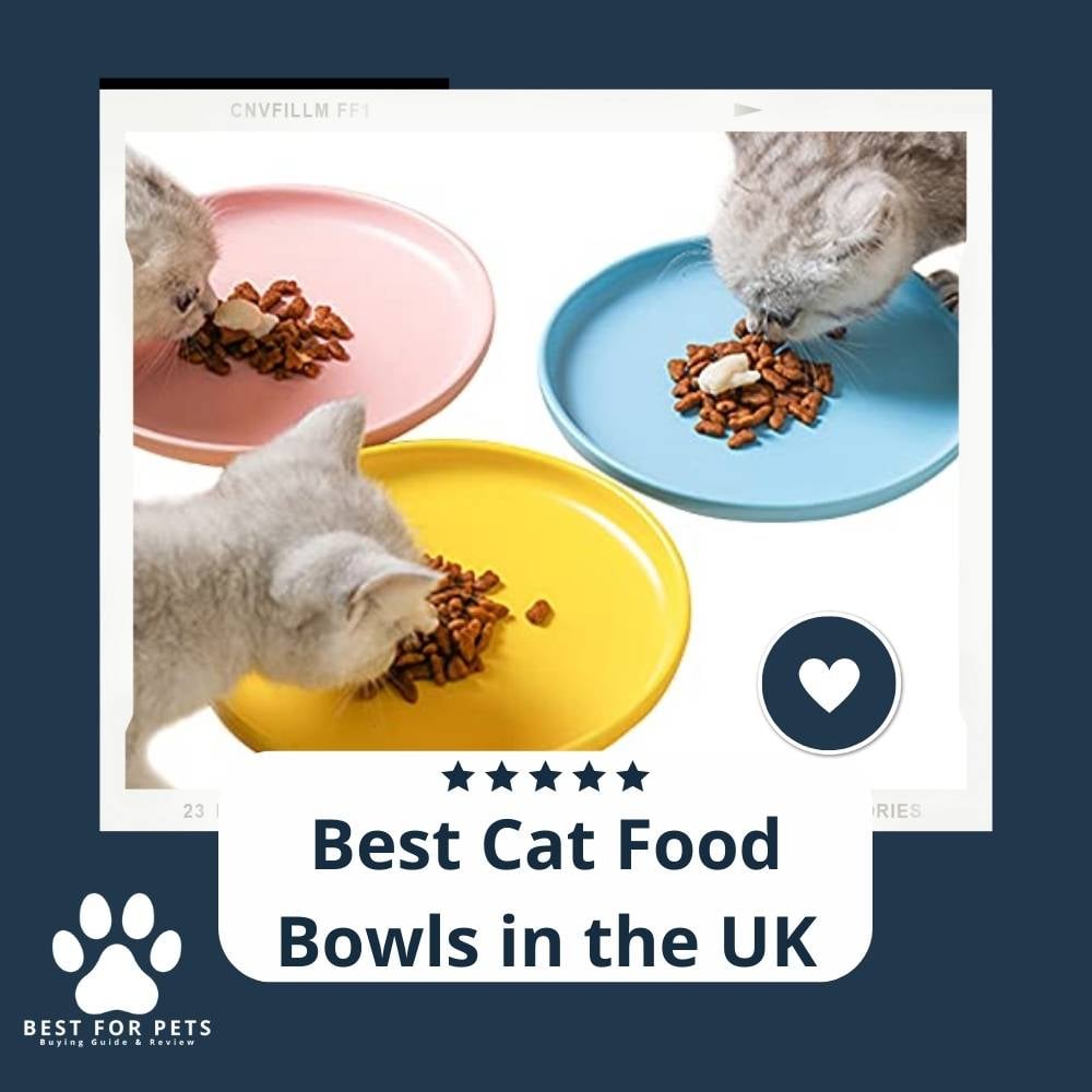 15 Best Cat Food Bowls In The Uk