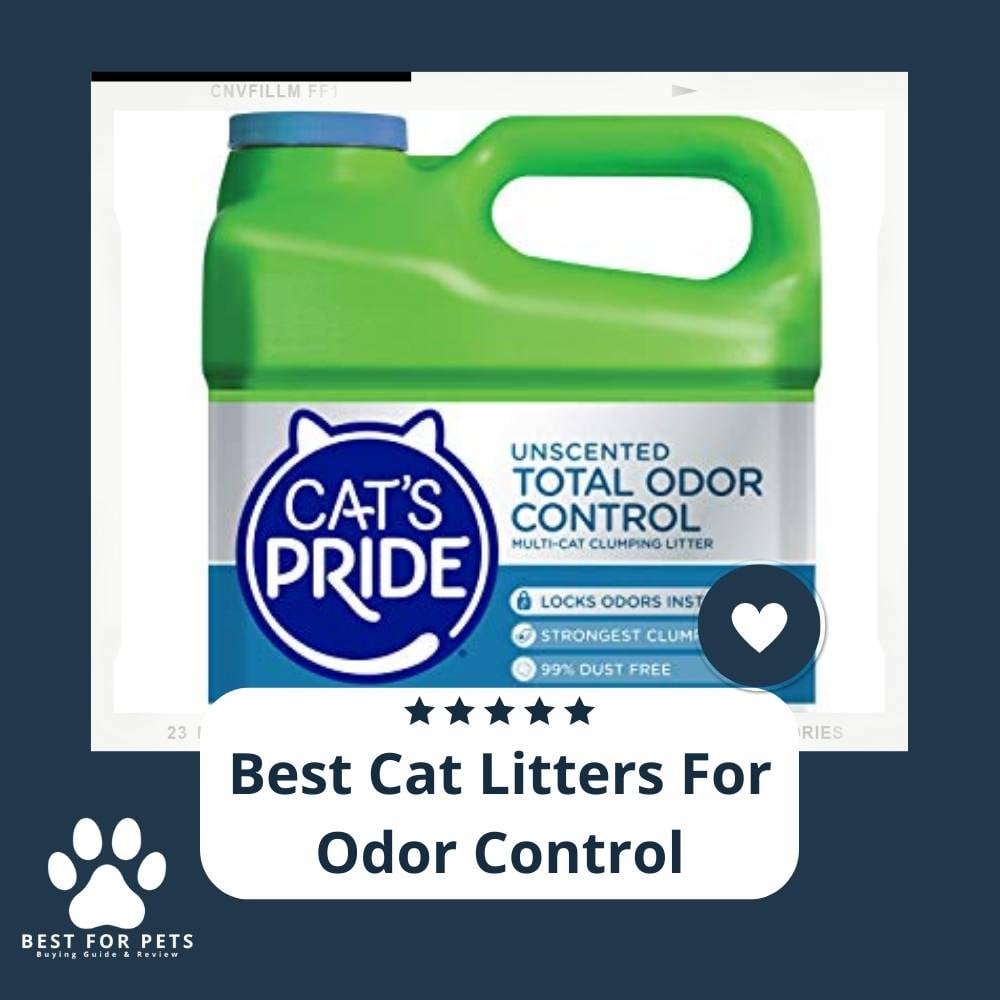 0cPpNn5bP-best-cat-litters-for-odor-control