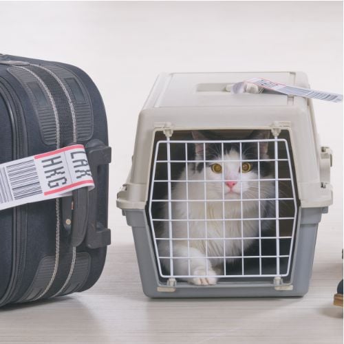 Tips for flying with your pet in an airline-approved pet carrier?