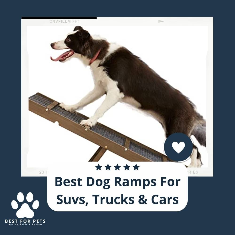 W73ZHDOCt-best-dog-ramps-for-suvs-trucks-and-cars