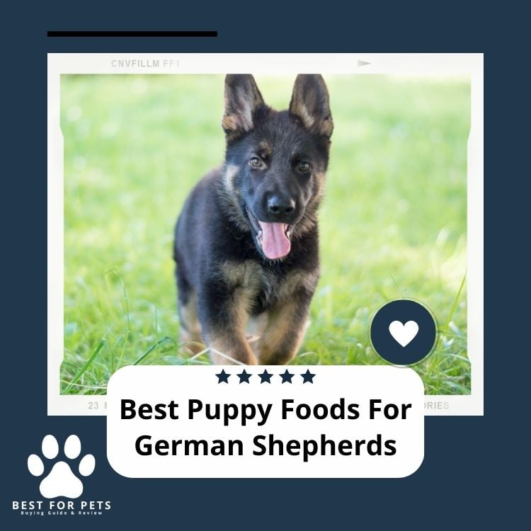 Best Puppy Foods For German Shepherds