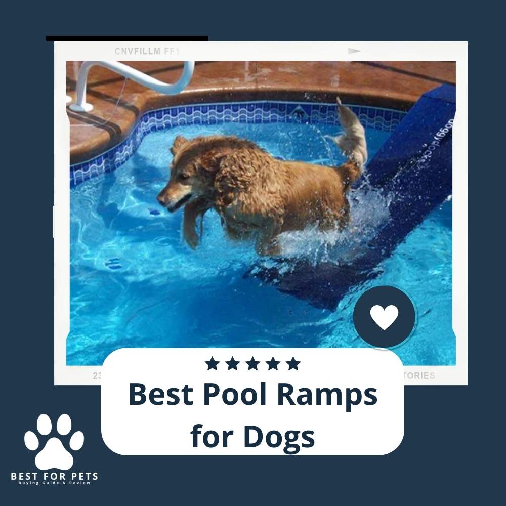 TmyDtSe8g-best-pool-ramps-for-dogs