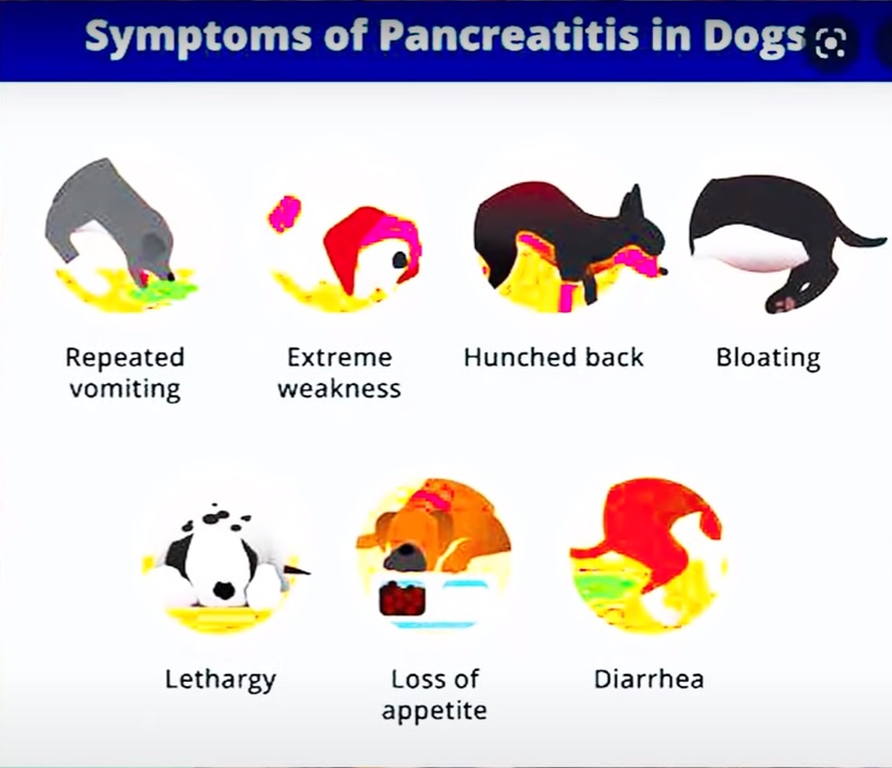 What are the symptoms and causes of pancreatitis in dogs