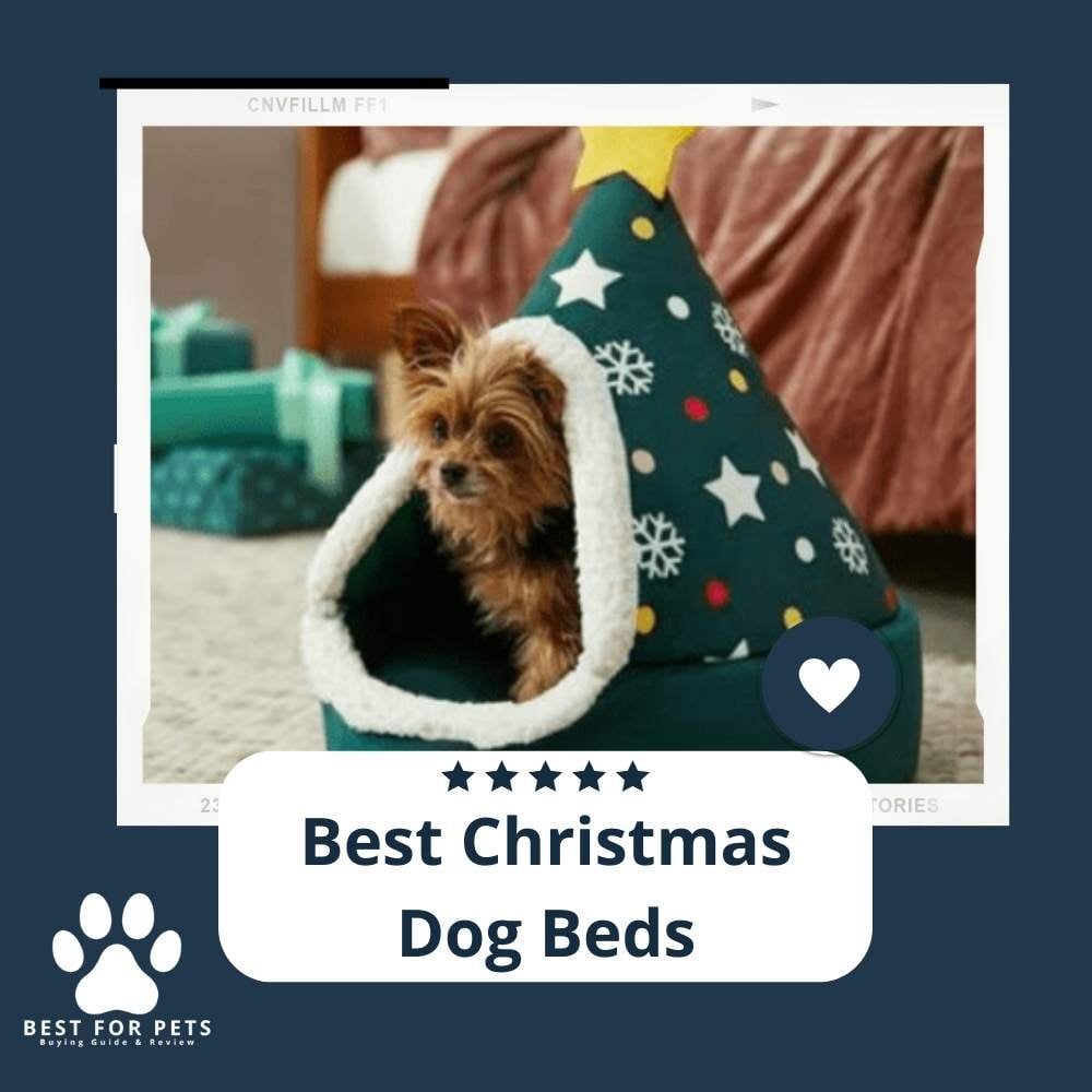 mFDi41lzG-best-christmas-dog-beds