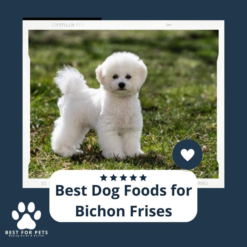 go0KEmHd4-best-dog-foods-for-bichon-frises