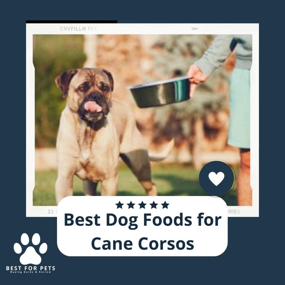ZLjsSB3lE-best-dog-foods-for-cane-corsos