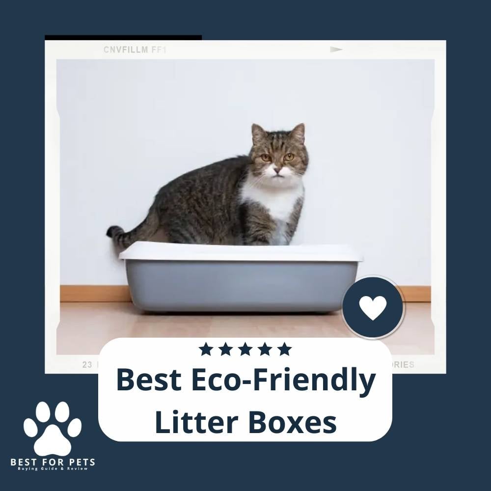 kgHTLHmzj-best-eco-friendly-litter-boxes