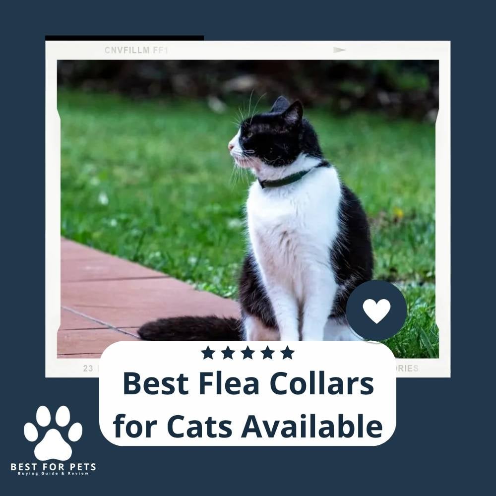 14 Best Flea Collars For Cats Available