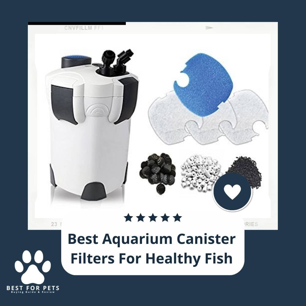 aOjsRL4mF-best-aquarium-canister-filters-for-healthy-fish
