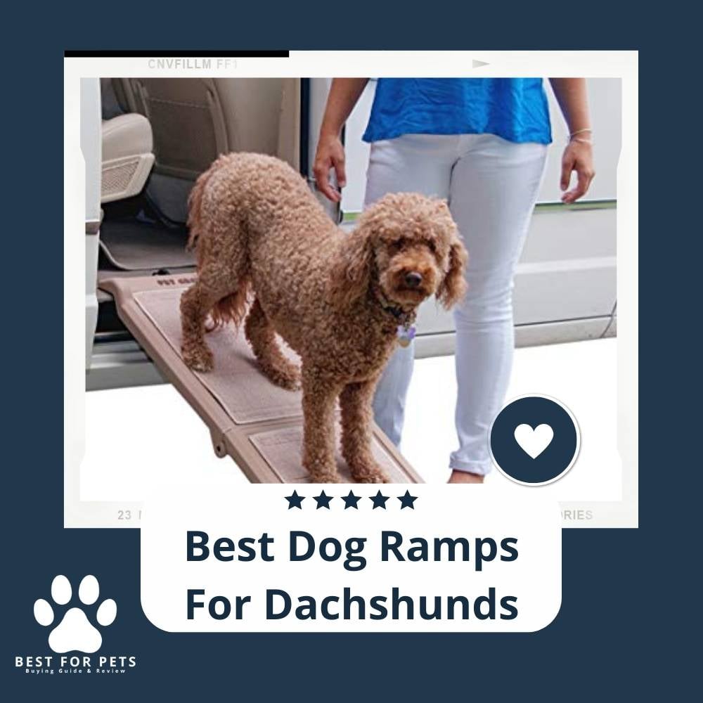 te_Bhczvj-best-dog-ramps-for-dachshunds