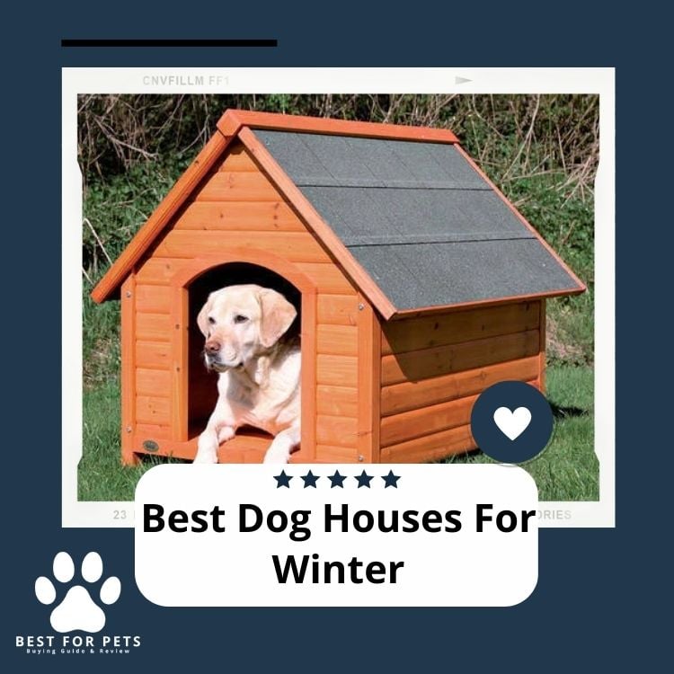 Best Dog Houses For Winter