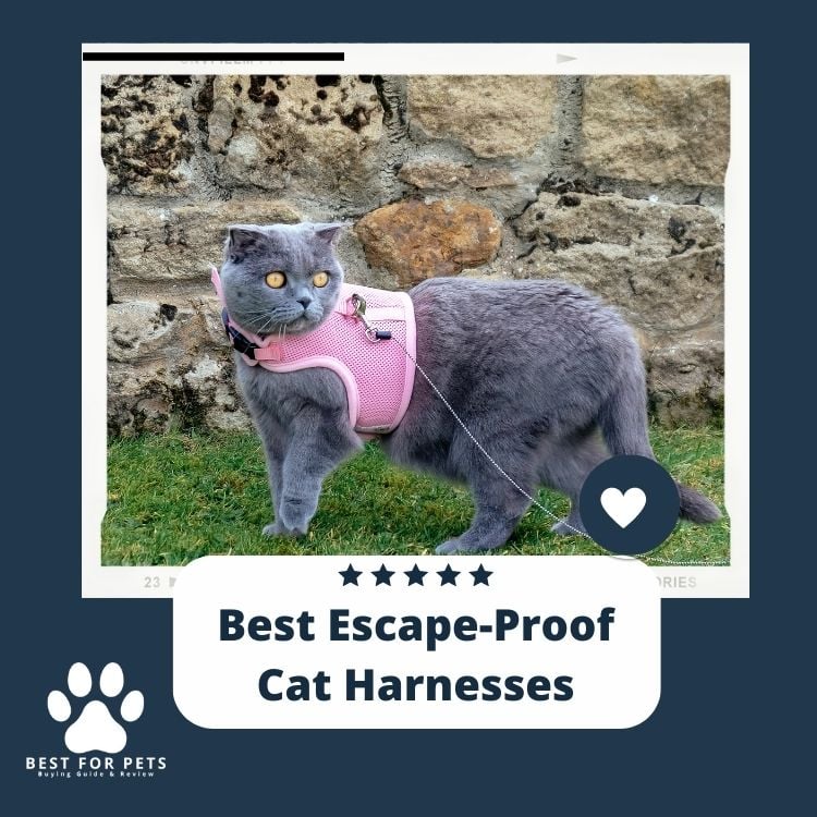 Best Escape-Proof Cat Harnesses