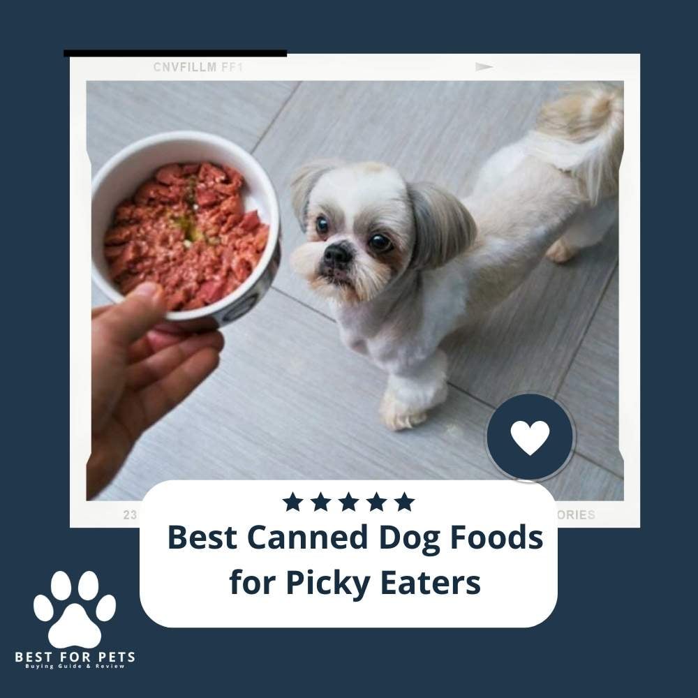 0-QEkktRR-best-canned-dog-foods-for-picky-eaters