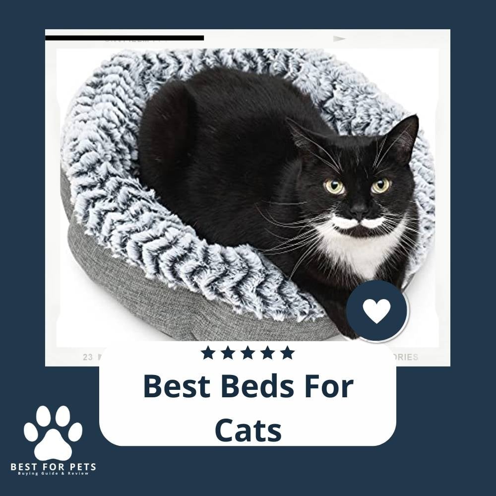 zGtSarmkw-best-beds-for-cats