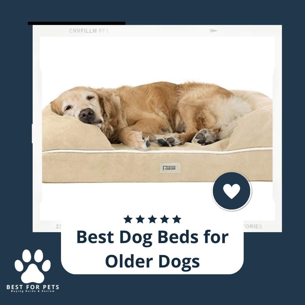 eO8lwLmxI-best-dog-beds-for-older-dogs