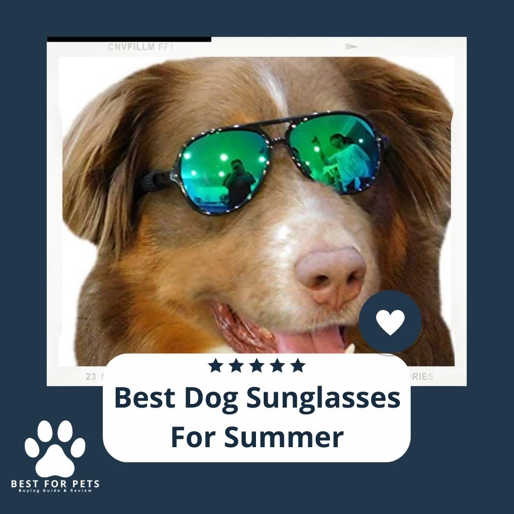 58YU1cYjY-best-dog-sunglasses-for-summer