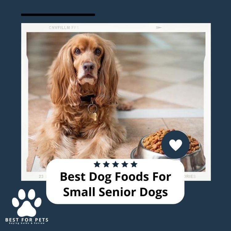 Best Dog Foods For Small Senior Dogs