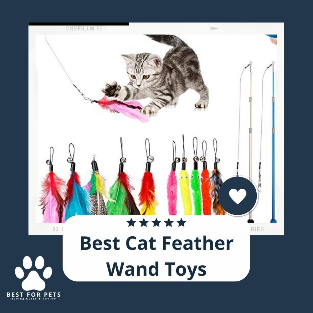 fKfYwAh3V-best-cat-feather-wand-toys