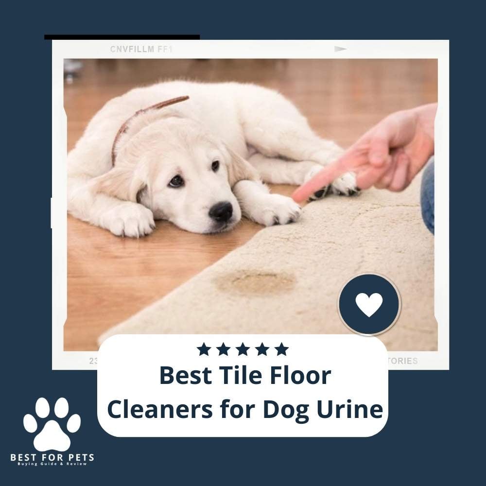 yY42AsQoJ-best-tile-floor-cleaners-for-dog-urine