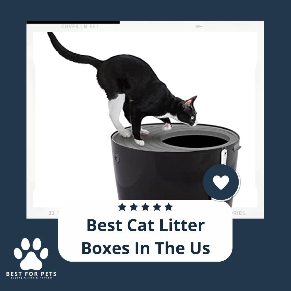 E4-tu6aN9-best-cat-litter-boxes-in-the-us