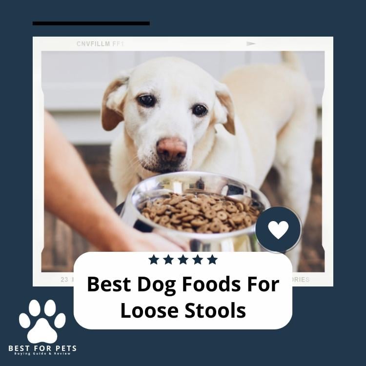 Best Dog Foods For Loose Stools