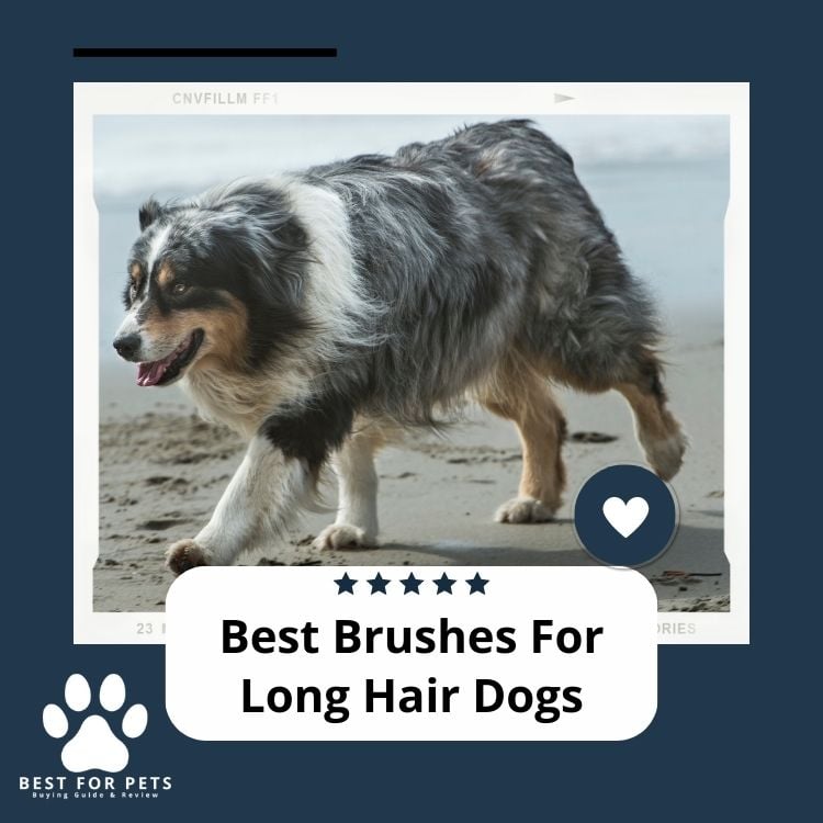 Best Brushes For Long Hair Dogs