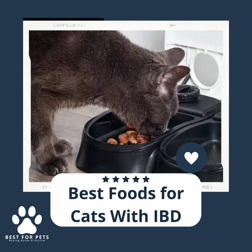 G-EKywqxR-best-foods-for-cats-with-ibd