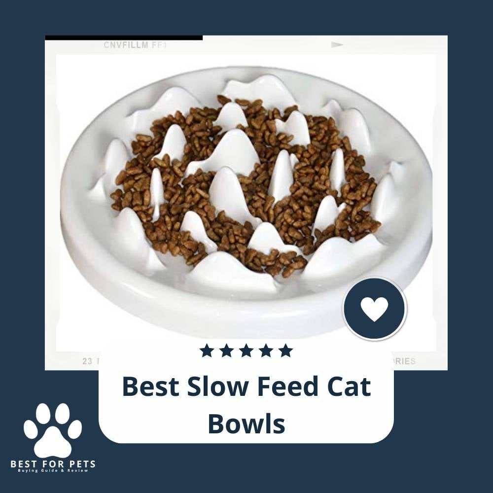 QlN1fLJJ0-best-slow-feed-cat-bowls