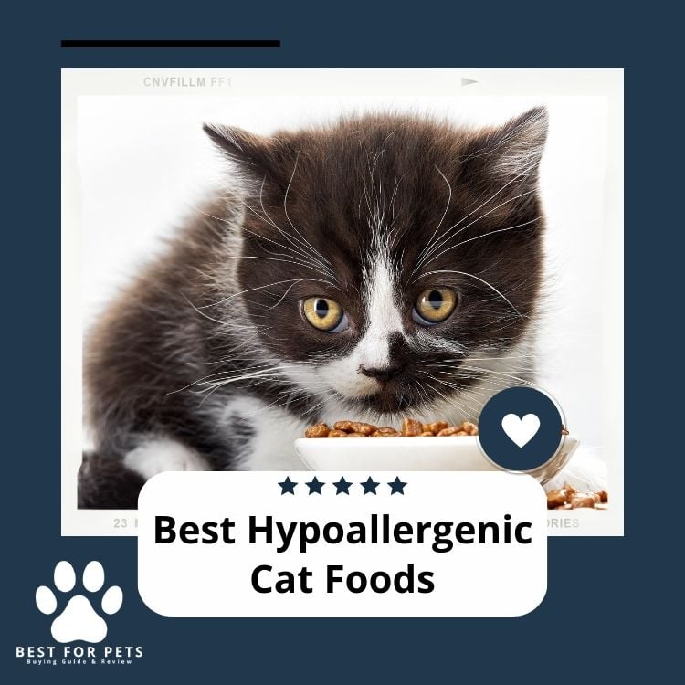 Best Hypoallergenic Cat Foods
