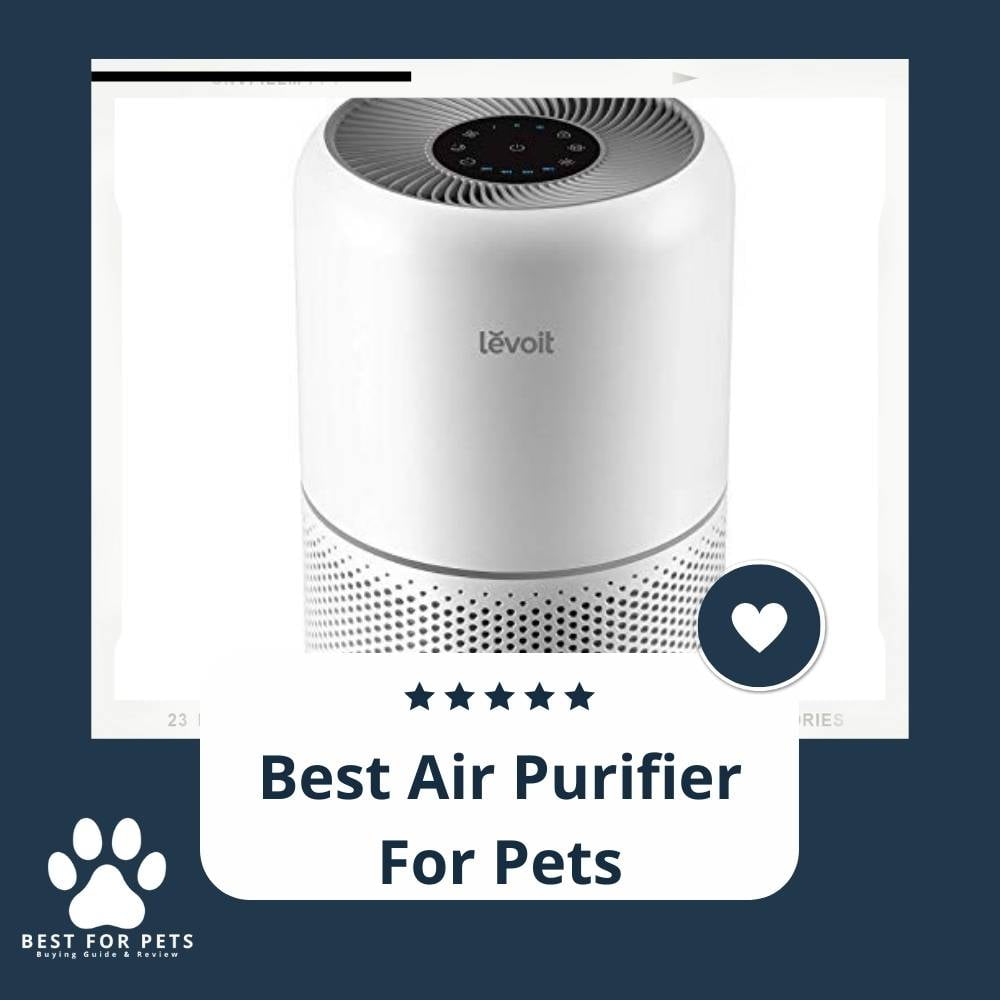 xcNF-FjSp-best-air-purifier-for-pets