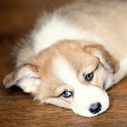 What to Avoid in Dog Foods for Liver Disease