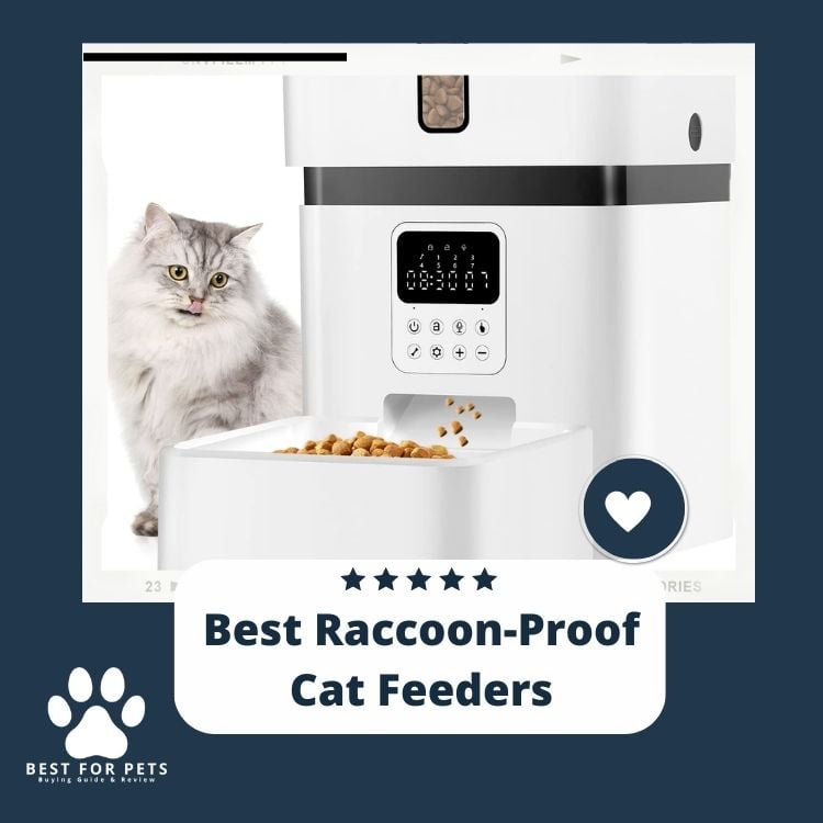 Best Raccoon-Proof Cat Feeders