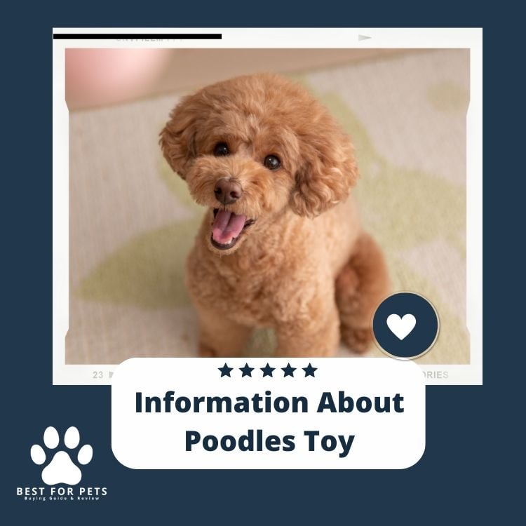 Information About Poodles Toy