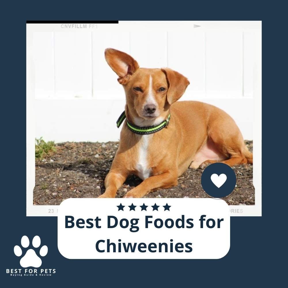 ZmyVq9eJA-best-dog-foods-for-chiweenies