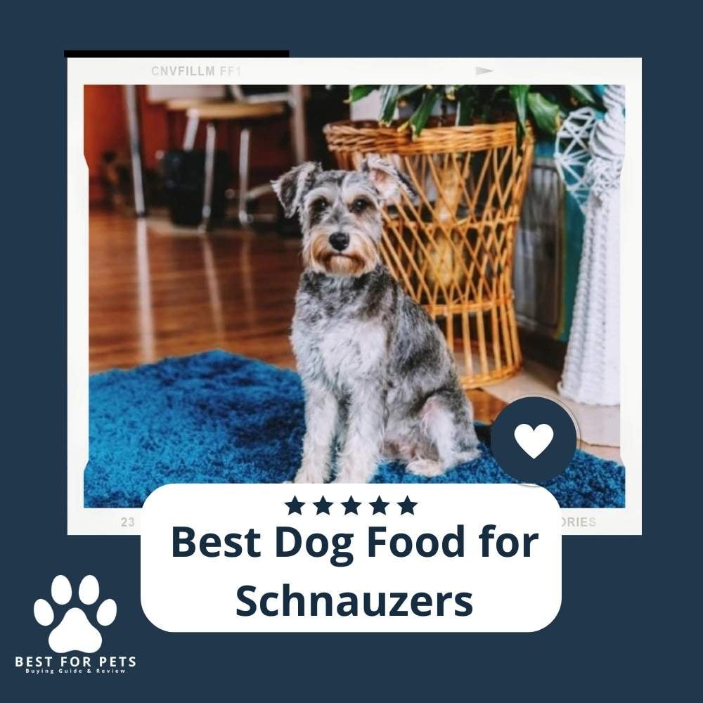 xui85Awzz-best-dog-food-for-schnauzers