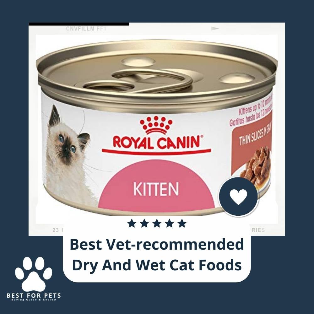 YL0RbioUP-best-vet-recommended-dry-and-wet-cat-foods