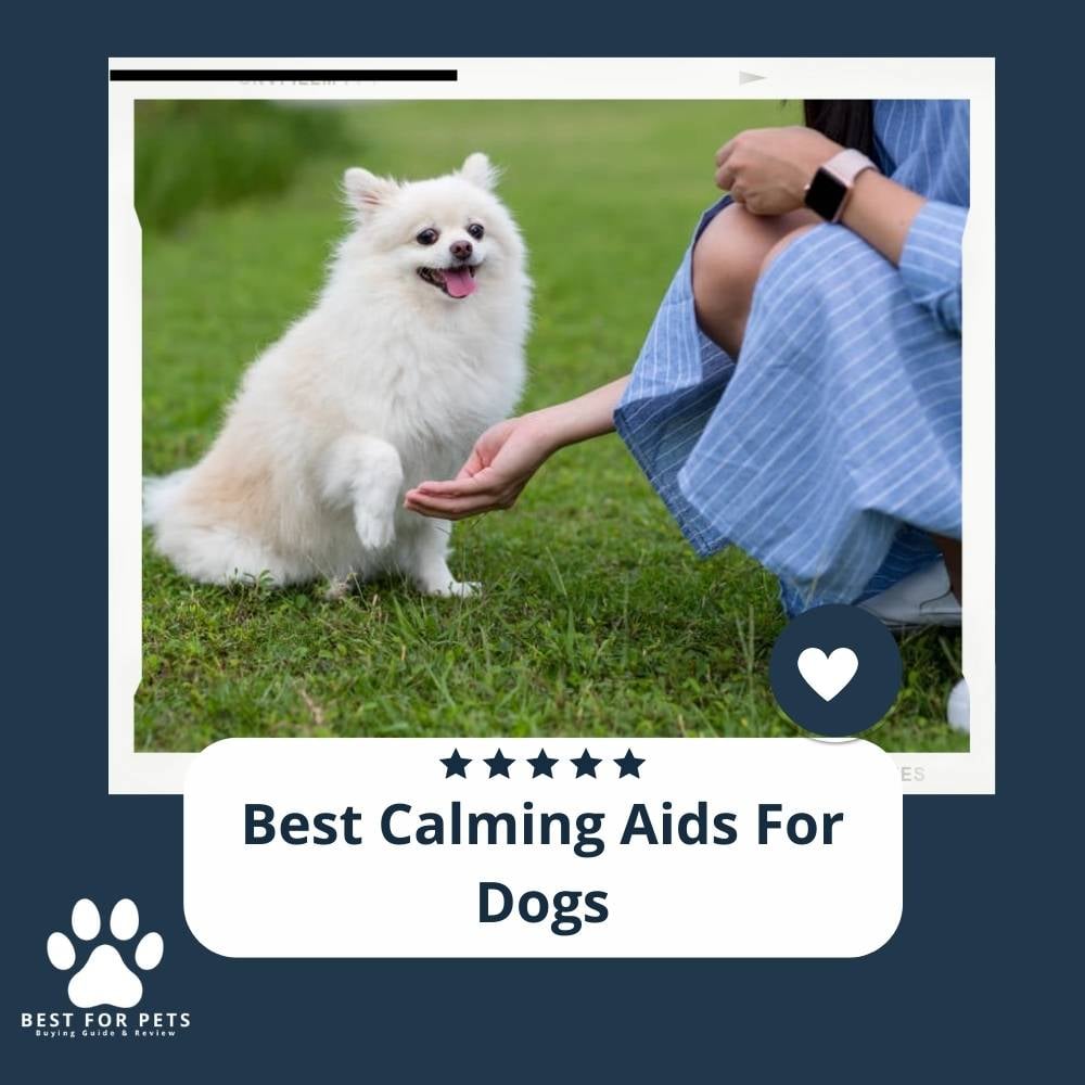 xo2JhM5J7-best-calming-aids-for-dogs