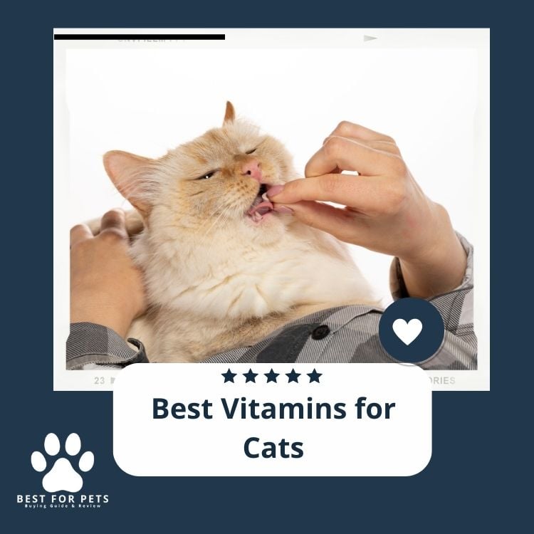 Best Vitamins For Cats