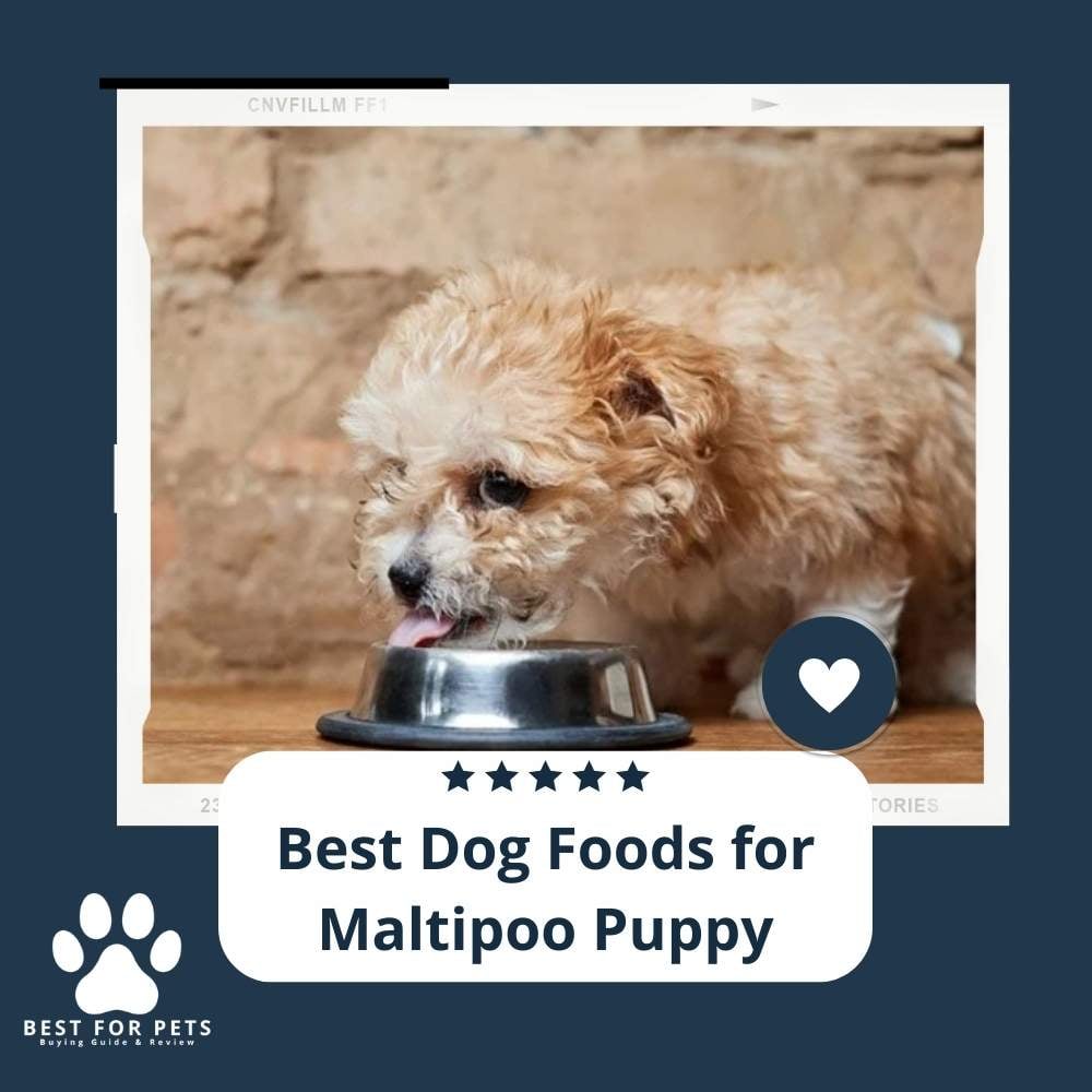 qPlMiIxbZ-best-dog-foods-for-maltipoo-puppy