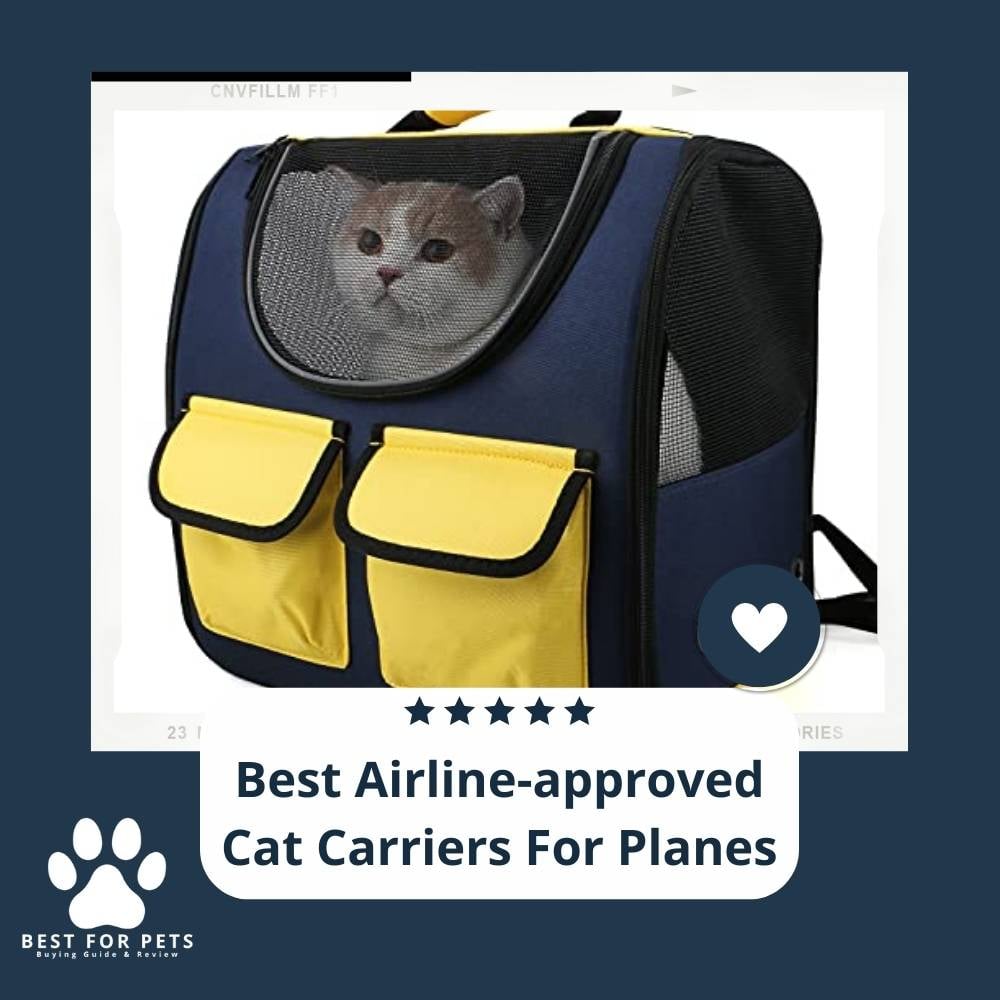 F74ZTo5X4-best-airline-approved-cat-carriers-for-planes