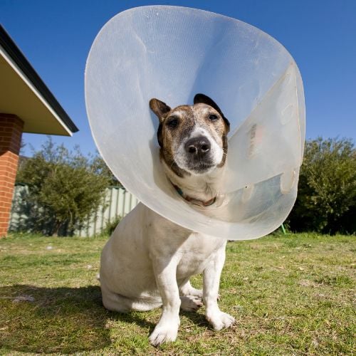 Buying Guide for Best Dog Cone